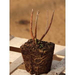 Ibišek ´Raijin´® 5-10 cm QP