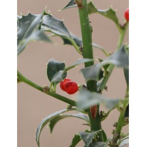 Cesmína ostrolistá ´Alaska´ 50-70 cm Ko 2 l