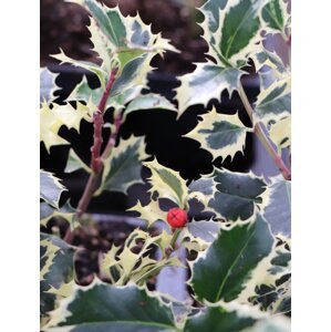 Cesmína ostrolistá ´Argenteomarginata´ 5-10 cm QP