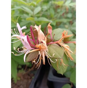 Zimolez japonský 'Chinensis´ 15-30 cm QP
