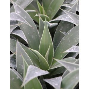 Mangave ´Lavender Lady´ 5-10 cm QP