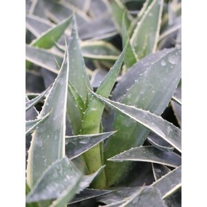 Mangave ´Navajo Princess´ 5-10 cm QP