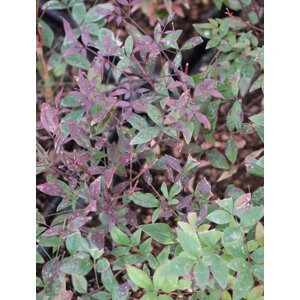 Nandina domácí 'Summer Sunset´® 15-30 cm QP