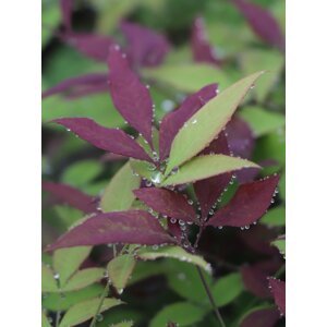 Nandina domácí 'Summer Sunset´® 20-40 cm QP