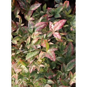 Nandina domácí 'Twilight´® 5-20 cm QP