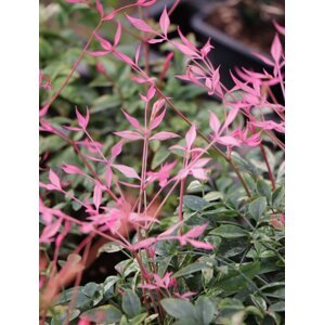 Nandina domácí 'Twilight´® 15-30 cm QP