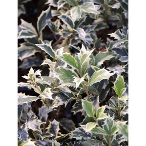 Vonokvětka různolistá ´Variegatus´ 5-20 cm QP