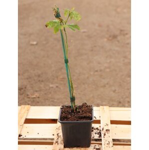 Mučenka 'Cooltropics® Eia Popeia´ 20-35 cm H9