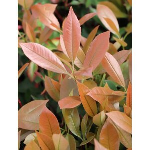 Blýskavka Fraserova 'Clone Pistoia´ 15-30 cm H9