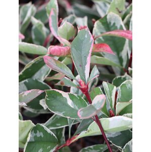 Blýskavka Fraserova 'Pink Marble´® 15-25 cm H9