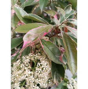 Blýskavka Fraserova 'Pink Marble´® 15-30 cm H9