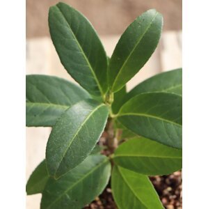 Bobkovišeň lékařská 'Mount Vernon´ 10-20 cm QP