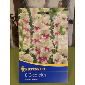 Gladiola 'Violet Heart'