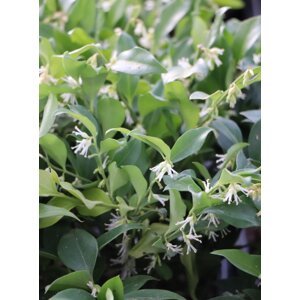 Masoplodka pomíchavá 10-20 cm QP
