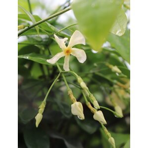 Jasmínovník ´Christabel Bielenberg´ 20-50 cm H9