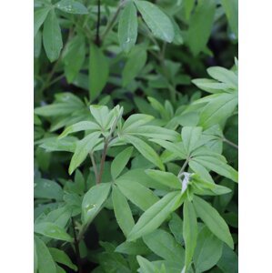 Drmek obecný ´Latifolia´ 20-40 cm QP