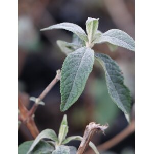 Komule Davidova 'Bicolor´ 5-15 cm H9