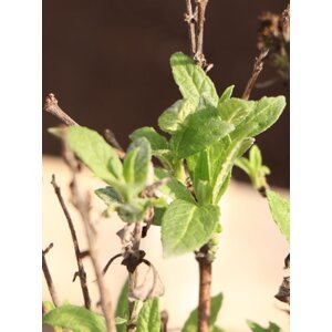 Komule davidova Buterfly Candy ® 'Little White´ 10-30 cm H9