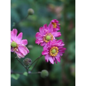 Sasanka 'Bressingham Glow' H9