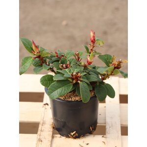 Rododendron 'Scarlet Wonder´ 5-15 cm H11