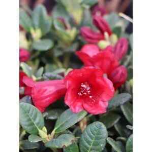 Rododendron ´Carmen´ 5-10 cm H11
