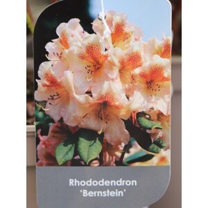 Rododendron ´Bernstein´ 20-50 cm Ko 2 l