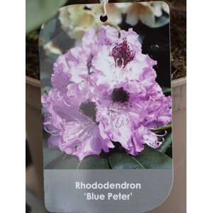 Rododendron ´Blue Peter´ 20-40 cm Ko 2 l