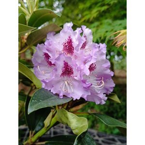 Rododendron ´Blue Peter´ 20-50 cm Ko 2 l