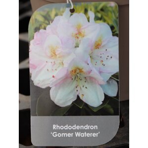Rododendron ´Gomer Waterer´ 20-40 cm Ko 2 l