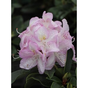 Rododendron ´Gomer Waterer´ 20-50 cm Ko 2 l