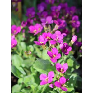 Huseník 'Little Treasure Deep Rose' H9