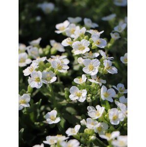 Huseník 'Little Treasure White' H9