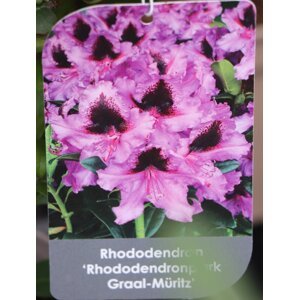 Rododendron ´Graal Müritz´ 20-40 cm Ko 2 l