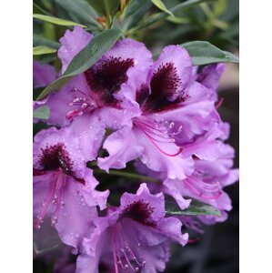 Rododendron ´Graal Müritz´ 20-50 cm Ko 2 l