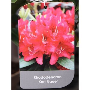 Rododendron ´Karl Naue´ 20-40 cm Ko 2 l