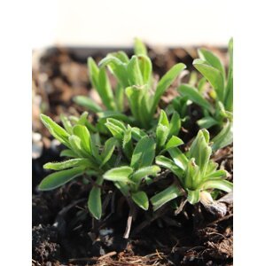 Hvězdnice alpská 'Violet' H9
