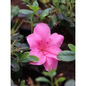 Azalka japonská 'Rokoko´ 30-50 cm Ko 2 l