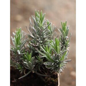 Levandule lékařská 'Dwarf Blue' 5-15 cm H9