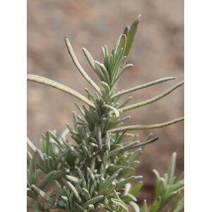 Levandule lékařská 'Dwarf Silver' 5-15 cm H9
