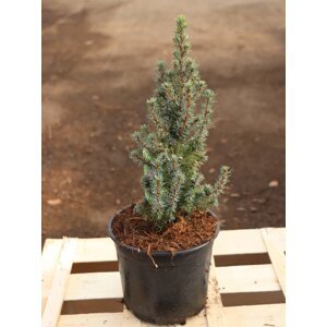 Smrk sivý zakrslý 'Sander´s Blue´ 20-40 cm Ko 2 l