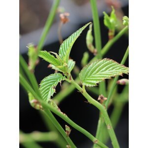 Zákula japonská ´Golden Guinea´ 30-50 cm Ko1l