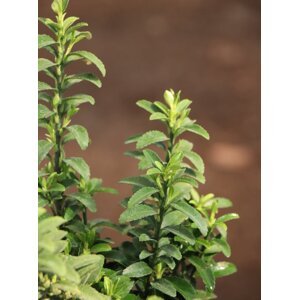 Brslen japonský 'Microphyllus´ 15-30 cm H9