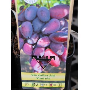 Vinná réva 'Asja' 20-50 cm Ko 2 l