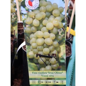 Vinná réva 'Irsai Oliver' 20-50 cm Ko 2 l