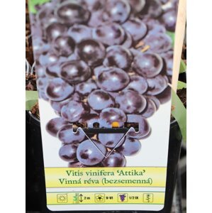 Vinná réva 'Attika' 50-70 cm Ko 2 l