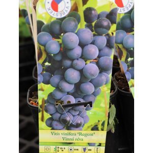 Vinná réva 'Regent' 51-80 cm Ko 2 l