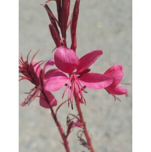 Svíčkovec Belleza 'Early Dark Pink' H9