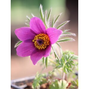 Koniklec obecný 'Pinwheel Blue Violet Shades' H9