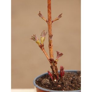 Kalina sargentova 'Onondaga' 15-30 cm Ko1l