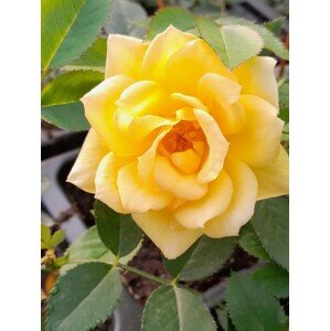 Růže terasová 'Golden Sun' 10-30 cm QP